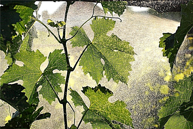 Opryskiwanie winogron roztworem jodu