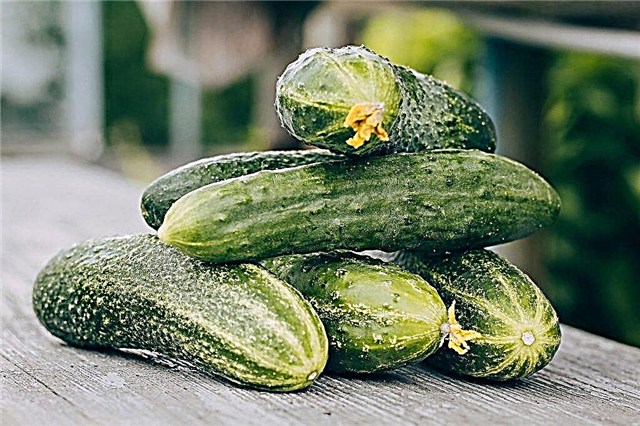 The history of the appearance of cucumbers in Russia