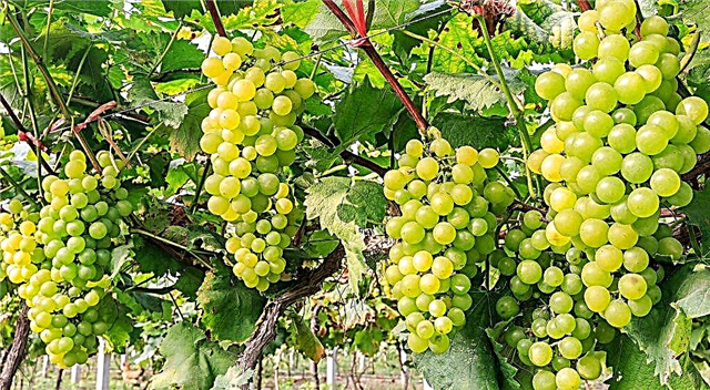 Descrição de uvas verdes Kishmish