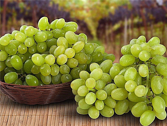 Contenido calórico de uvas verdes
