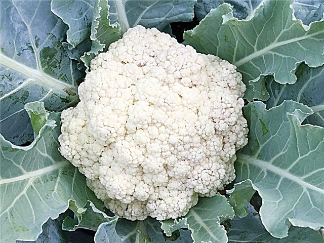 Calorie content of cauliflower