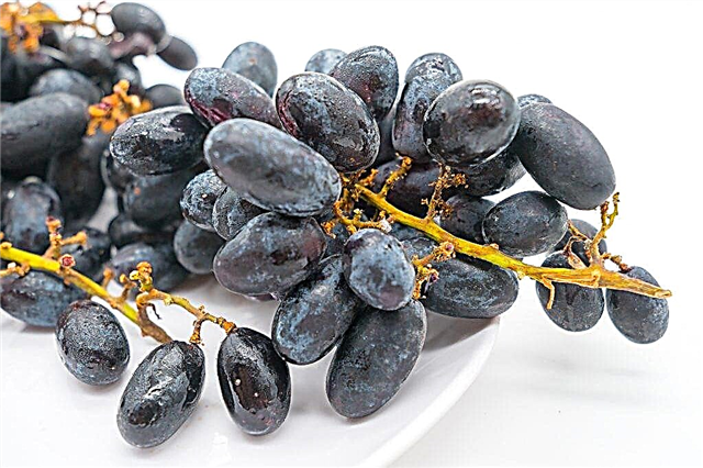 Growing grapes of Athos