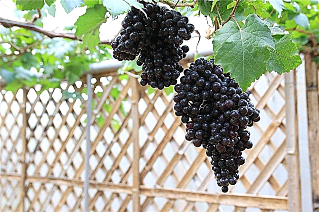 Grapes raisins Black Potapenko