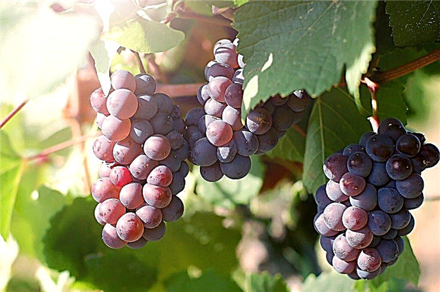 Auginamos Kinelsky vynuogės