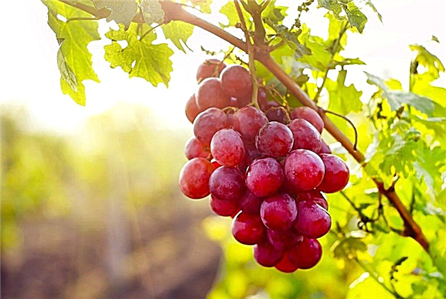 Cultivo de uvas Sofía
