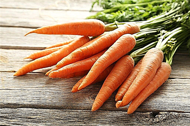 Dois-je couper le dessus des carottes