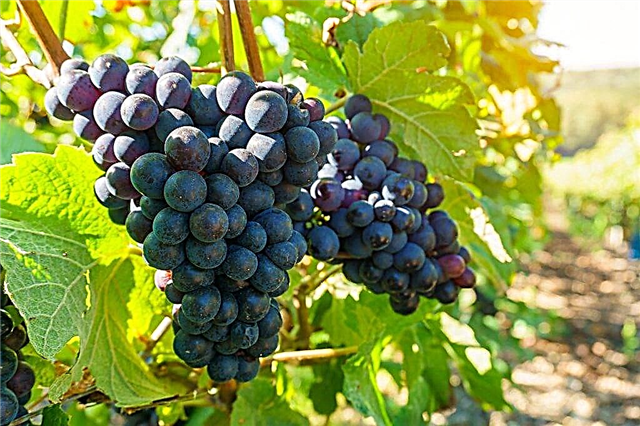 Cultivo de variedades de uvas da seleção Potapenko