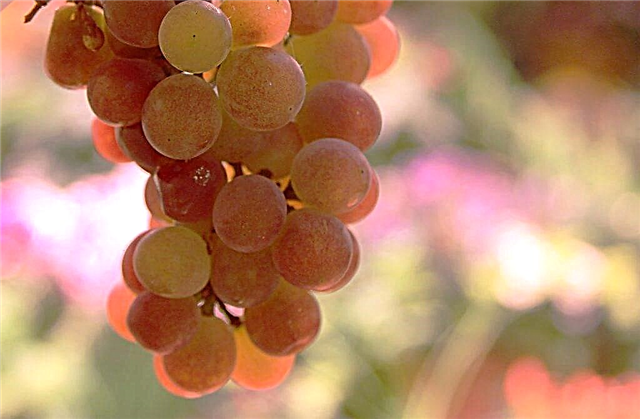Cultivo de uva gourmet
