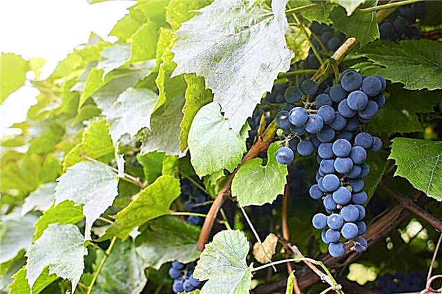 Cultivo de uvas Agat Donskoy