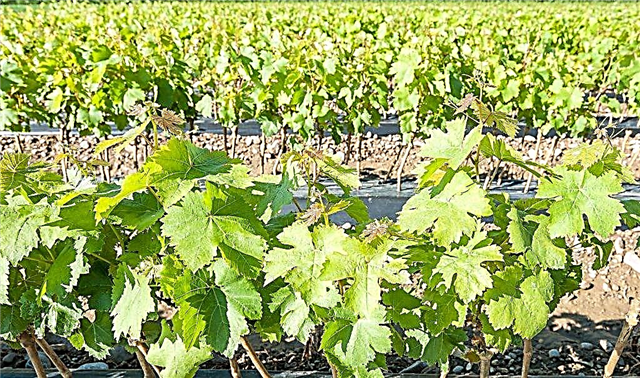 All about grafting grapes