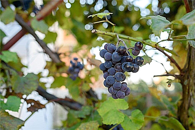 Cultivo de uvas Neretinsky