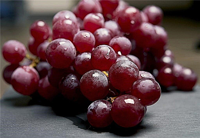 Grape varieties from America