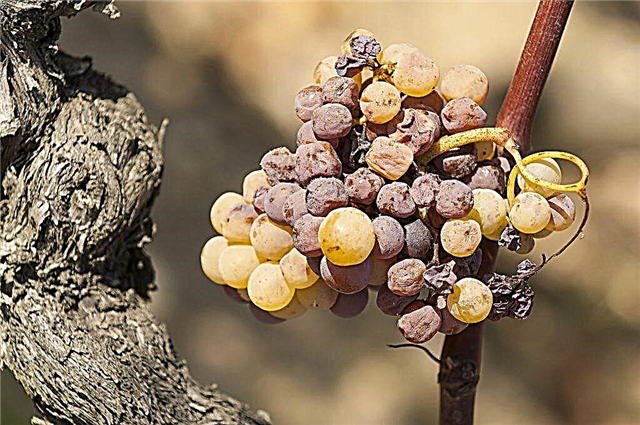 Kako zdraviti glive na grozdju
