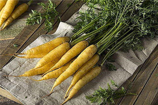 Composición de zanahorias amarillas.