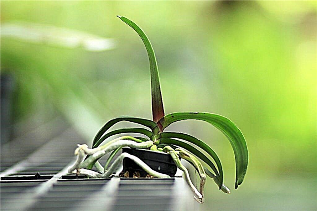 ¿Por qué se secan las raíces de una orquídea?