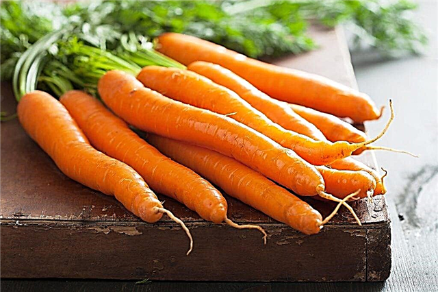 Properties of carrots as a vegetable and fruit