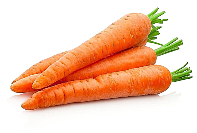 Chemical composition and calorie content of carrots