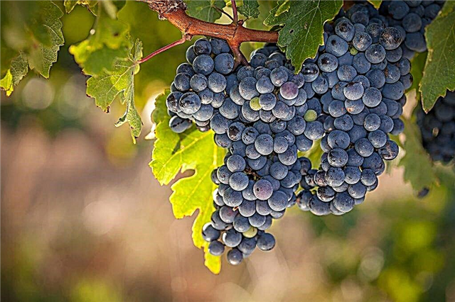 Вирощування винограду Мариновський