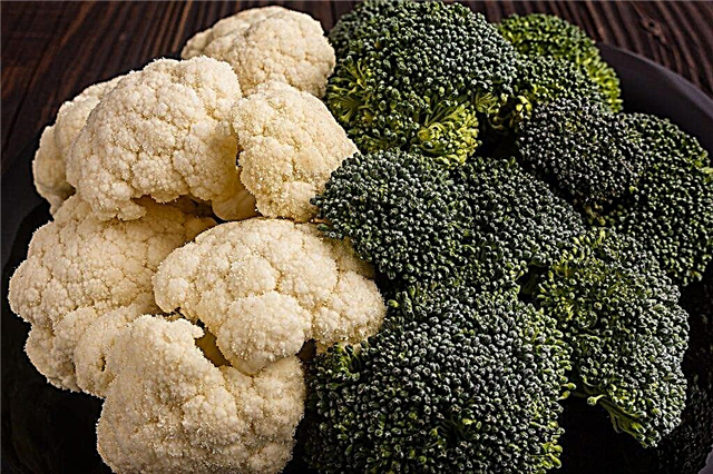 Differences between broccoli and cauliflower