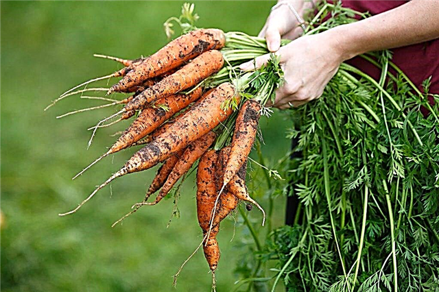 Règles de semis après les carottes