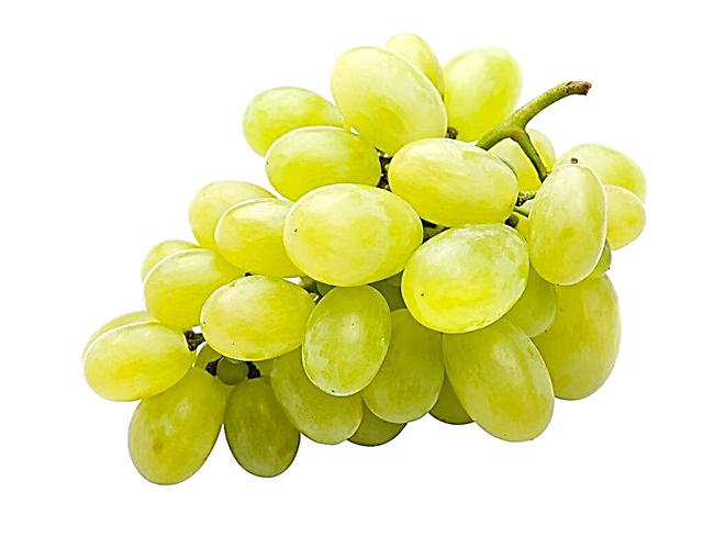 Зърница грозде