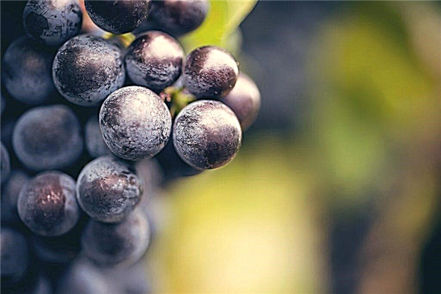 Cadeau de raisins Vinokurov