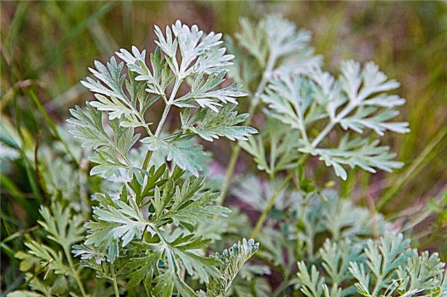 Planting and caring for Steller's wormwood