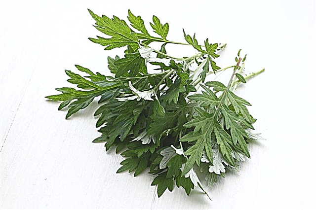Using wormwood in the fight against fleas