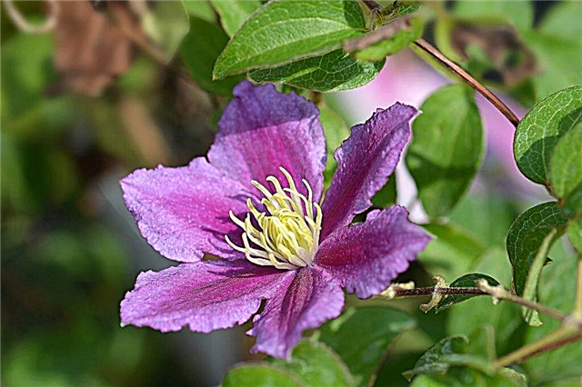Transplanting clematis to another place