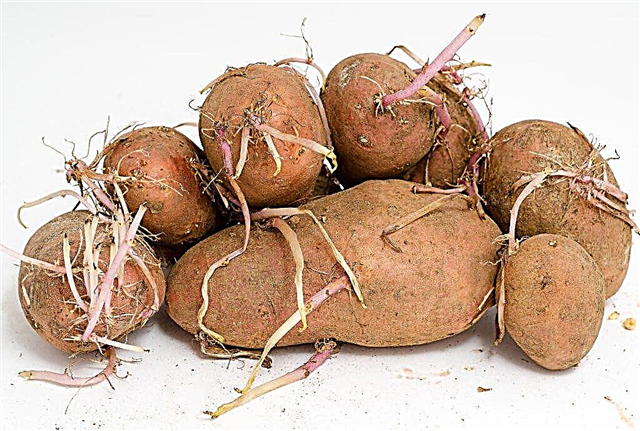 Как да използвате покълнали картофи