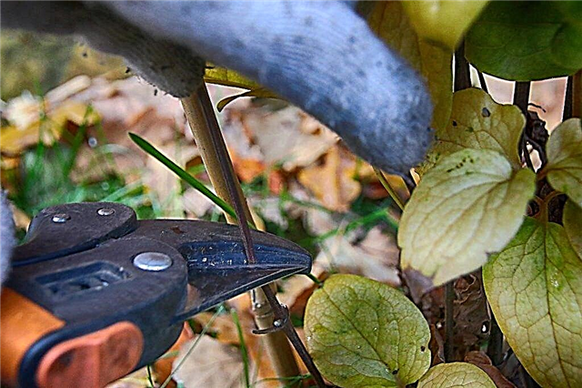 Pruning clematis in the fall