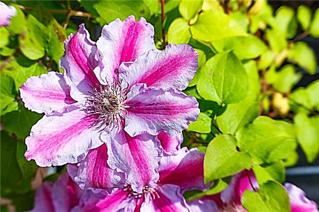 Planting clematis in the fall in open ground