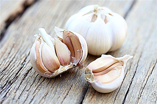 Calorie content of garlic