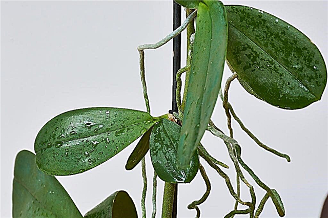 Probleme cu reproducerea orhideelor