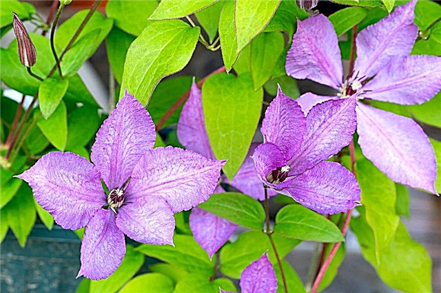 Clematis care rules in autumn