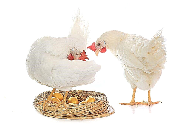 Berapa banyak telur yang diletakkan ayam per hari