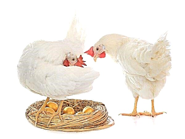 Wie viele Eier legt ein Huhn pro Tag, Monat und Jahr? * Geflügel