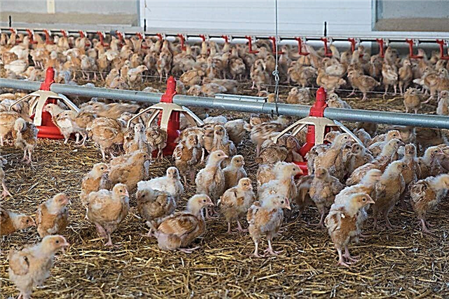 The principle of feeding broilers after 1 month