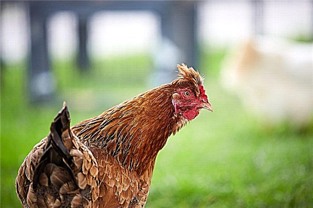 Characteristics of Brown chickens