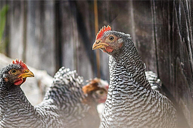 Характеристики на пилешката порода Амрокс