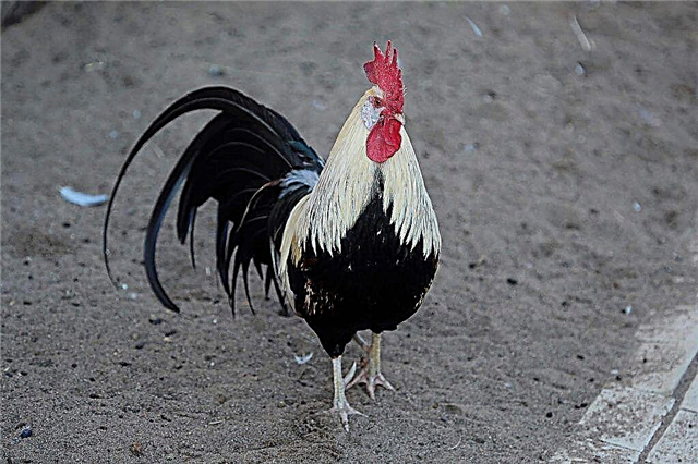 Characteristics of the Lakenfelder chicken breed