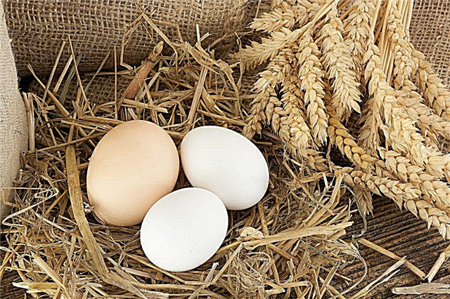 ¿Por qué un pollo pone huevos sin cáscara?