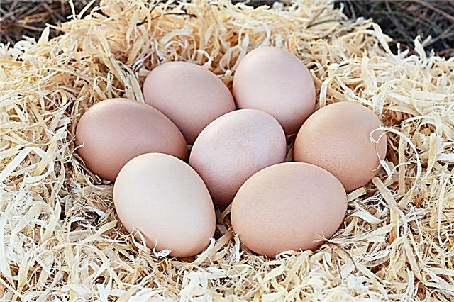 Why vitamins are so necessary for chickens