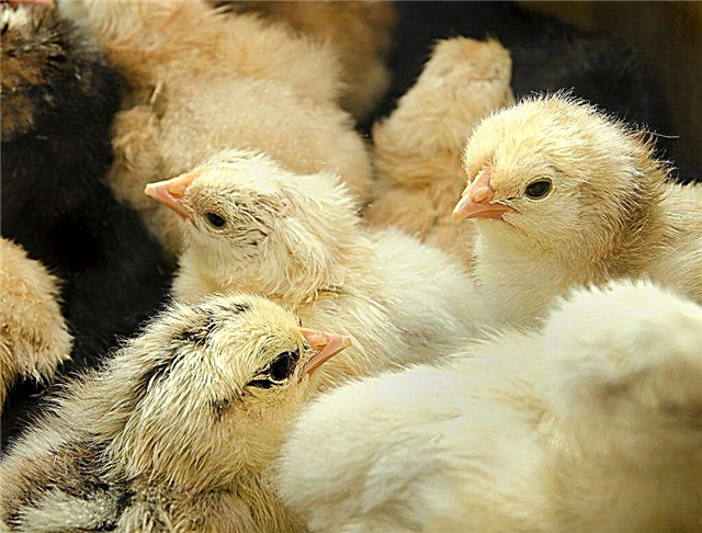 How to cure diarrhea in chickens