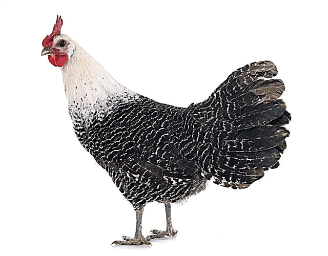 Características de los pollos Breckel