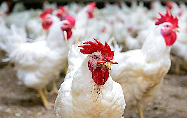Salmonellosis in chickens and roosters