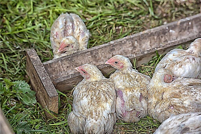 How to feed broilers at home