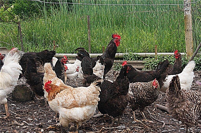 मुर्गियों के लिए हड्डी और हड्डी के भोजन की खुराक की गणना कैसे करें