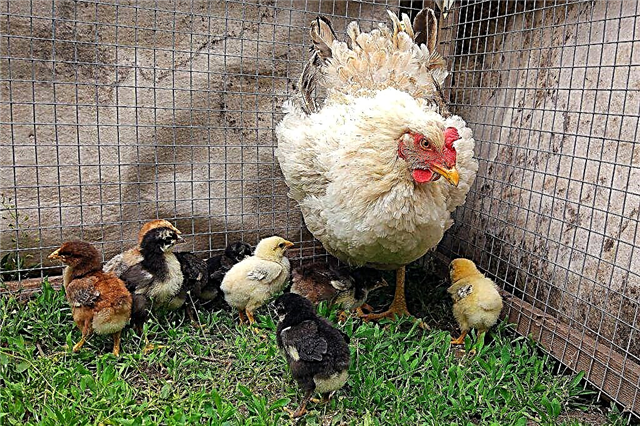 Mantener gallinas en los primeros días de vida.