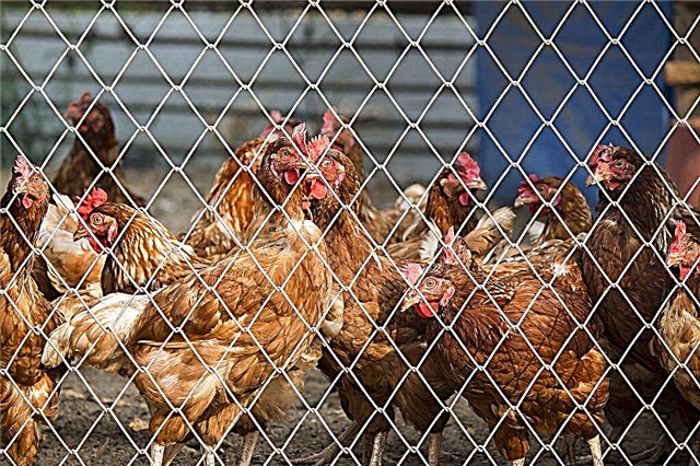 Grippe aviaire chez les poulets et les coqs